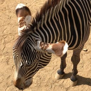 Meet your Posher, Keiko